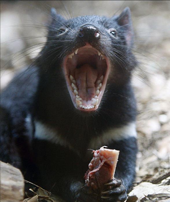 Resultado de imagen de demonio de tasmania real