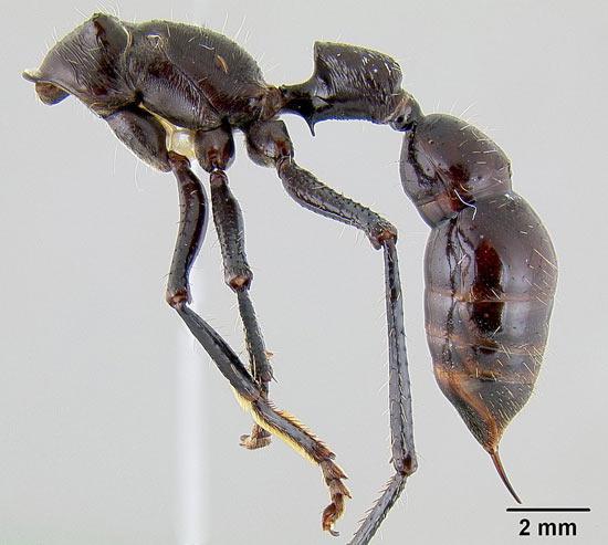 2最危险的种类蚂蚁的:蚂蚁和蚂蚁弹兵