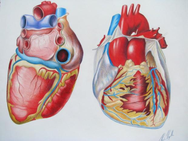 Calisyn Heart Pics