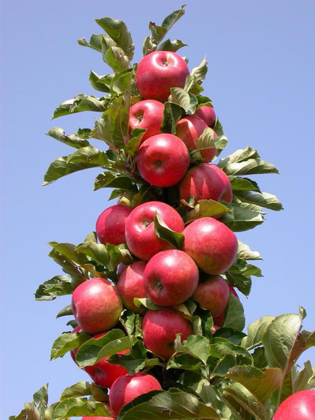 柱状苹果树装饰或不