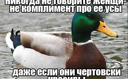 Советы мудрой утки