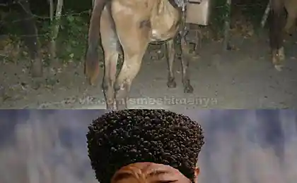 Аудиторія