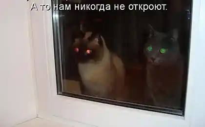 Муська, переключись на зеленый...