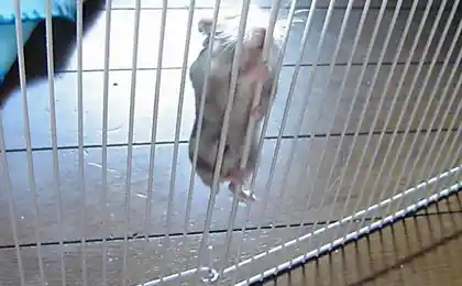 Сижу за решеткой в темнице сырой