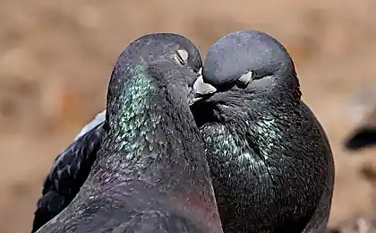 Любовь и голуби