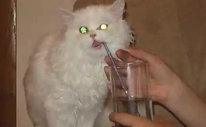 Коты в субботу утром