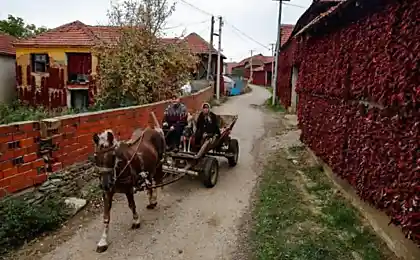 Сербская “столица паприки”