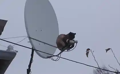 Спутниковая связь