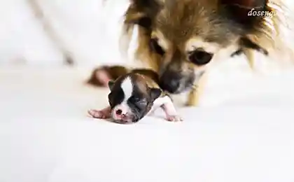 What they are lovely :)