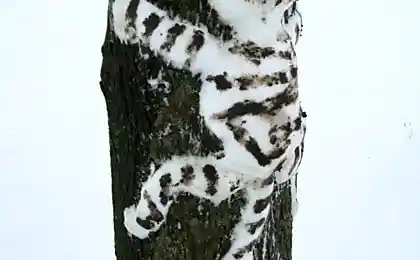 Котэ