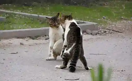 Драка котов.