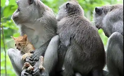 Monkeys and kitten