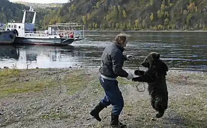 Выгуляй своего медведя, выгуляй скорее!