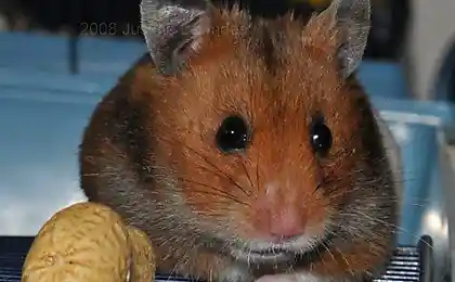 Позитивный хомяк (8 фот)