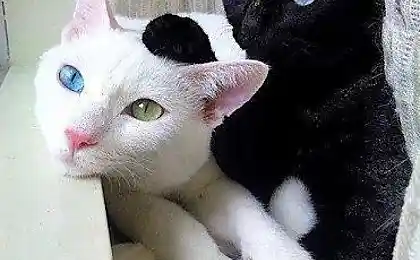 Разноцветные