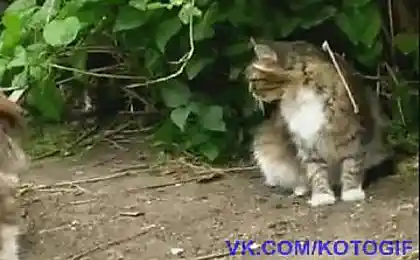 Ой, боюся, боюся!
