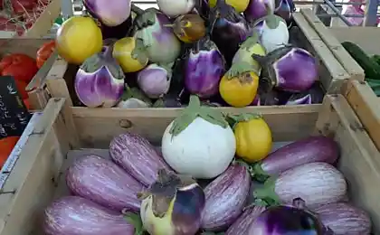 Berenjena: variedades y cultivo de