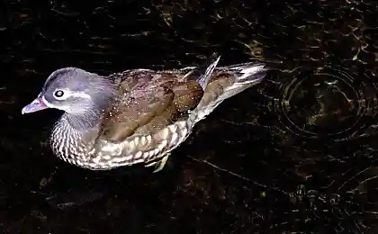Живность под дождем