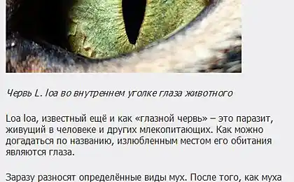 Топ 10 Найприємніші паразити