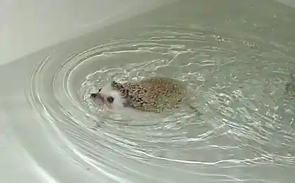 Я не дельфин!!!!