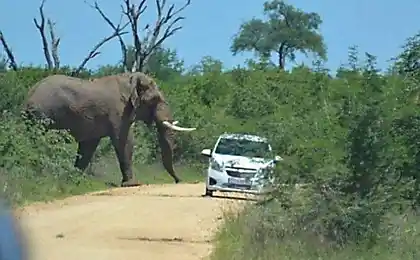 Elephant Хто не любить автомобілі (11 фото)