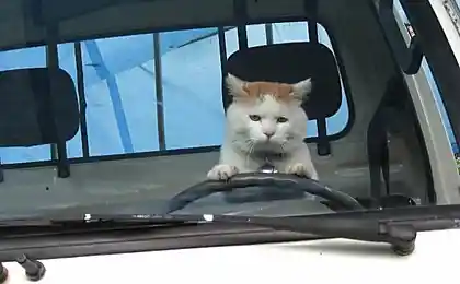 Утром по дороге на работу...