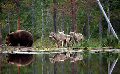 Попытка оторвать кусок
