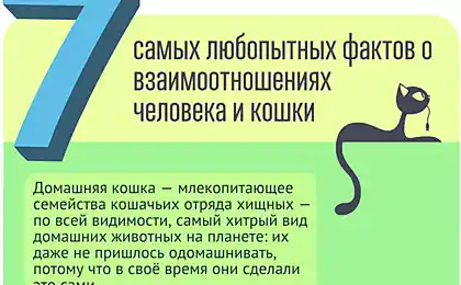 Зв'язок між чоловіком і котом
