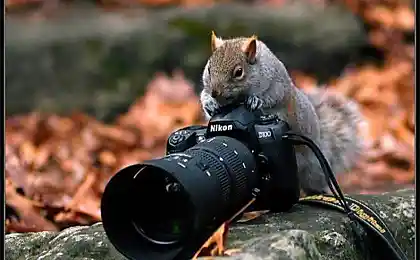 Животные и фотоаппарат (36 фото)
