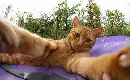 Котэ фотограф ......))))