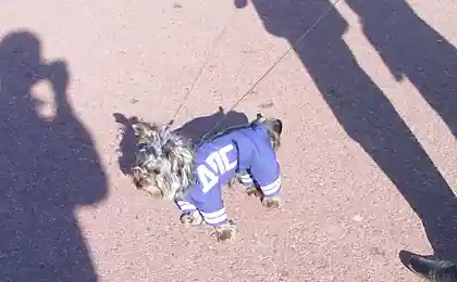 ДПС