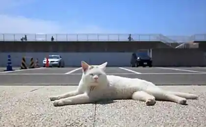 Ленивый кот (5 фотографий)