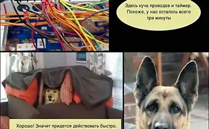 Комикс про собак