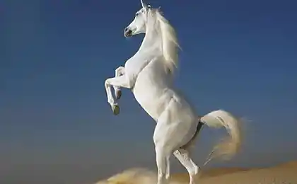 Красивые картинки лошадей