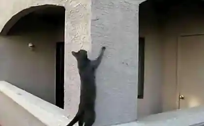 Кот-паук