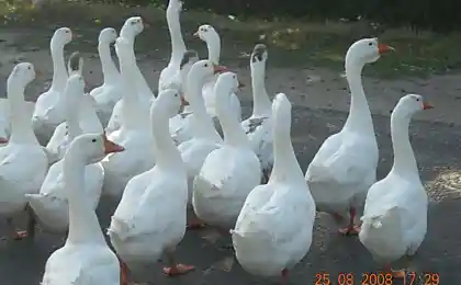 Мои гуси!