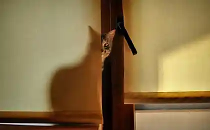 15 questions, all of which are home at least once in his life asked the cat.