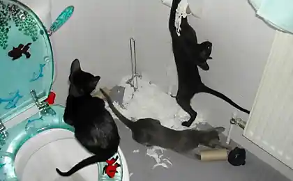Коты бесчинствуют в туалете