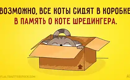 20 открыток о нелегкой жизни котов и их владельцев