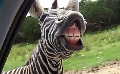 Very Hot Zebra Internet (6 photos)