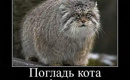 Погладь кота!