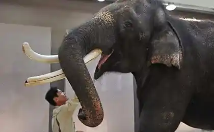A Talking Elephant названий кіт