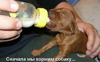 Собаки... (15 фото)