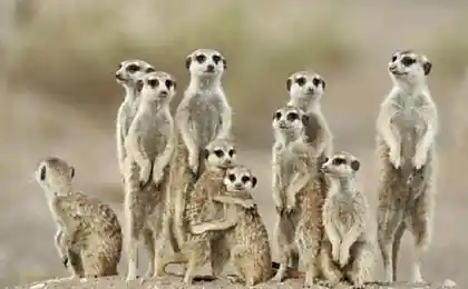 Смішні meerkats (18 фото)