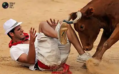 Evil Bulls (24 фотографії)