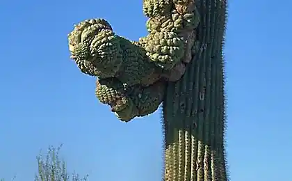 Гігантський Saguaro cacti