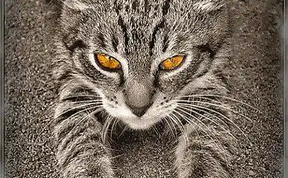 Котята :)