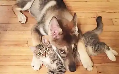 Husky puppy вибирає кошеня з укриття, щоб взяти його додому