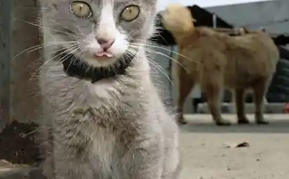 Котенок из ада (9 фотографий)