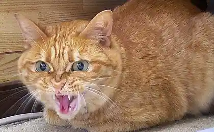 Зверье мое..